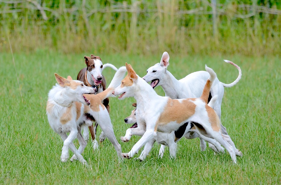 How do dogs communicate with each other?