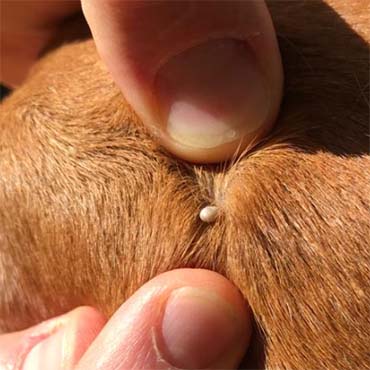 Lyme Disease In Your Dog